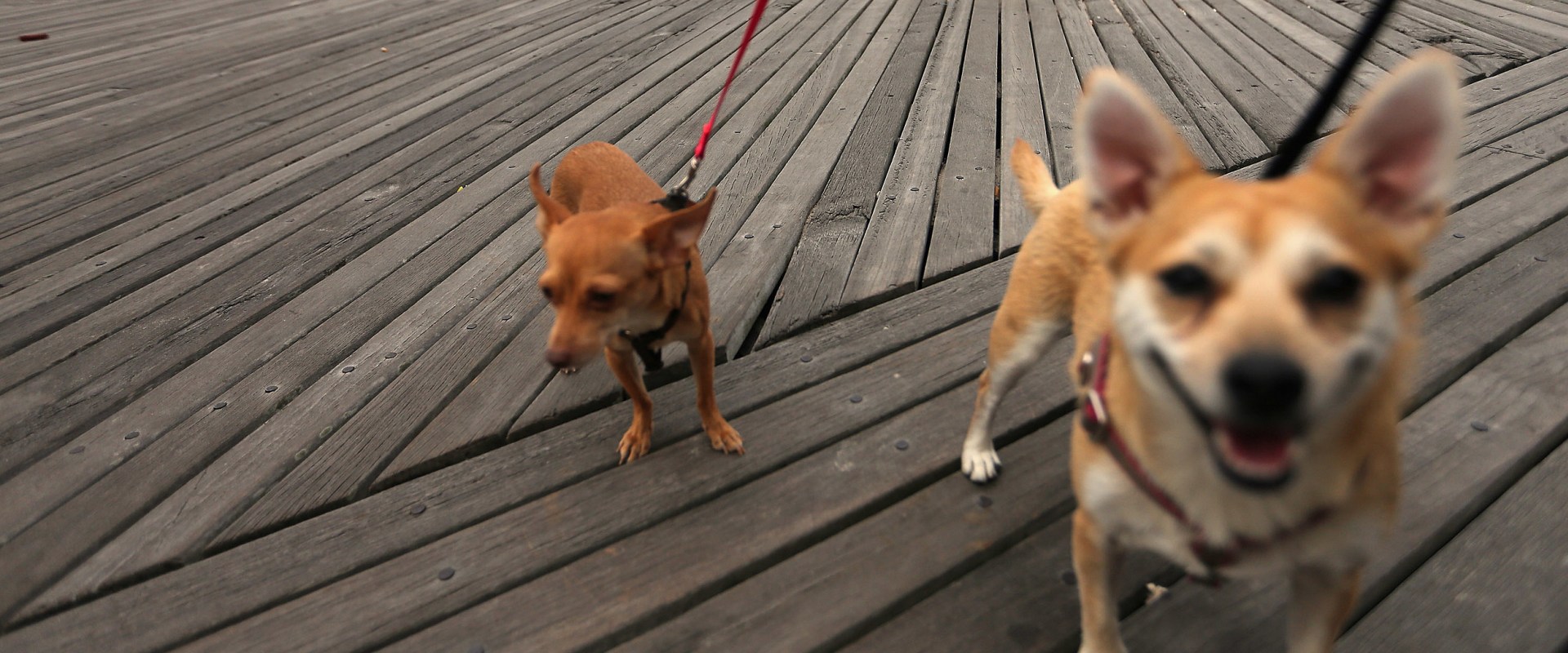 Does the boardwalk beach allow dogs?
