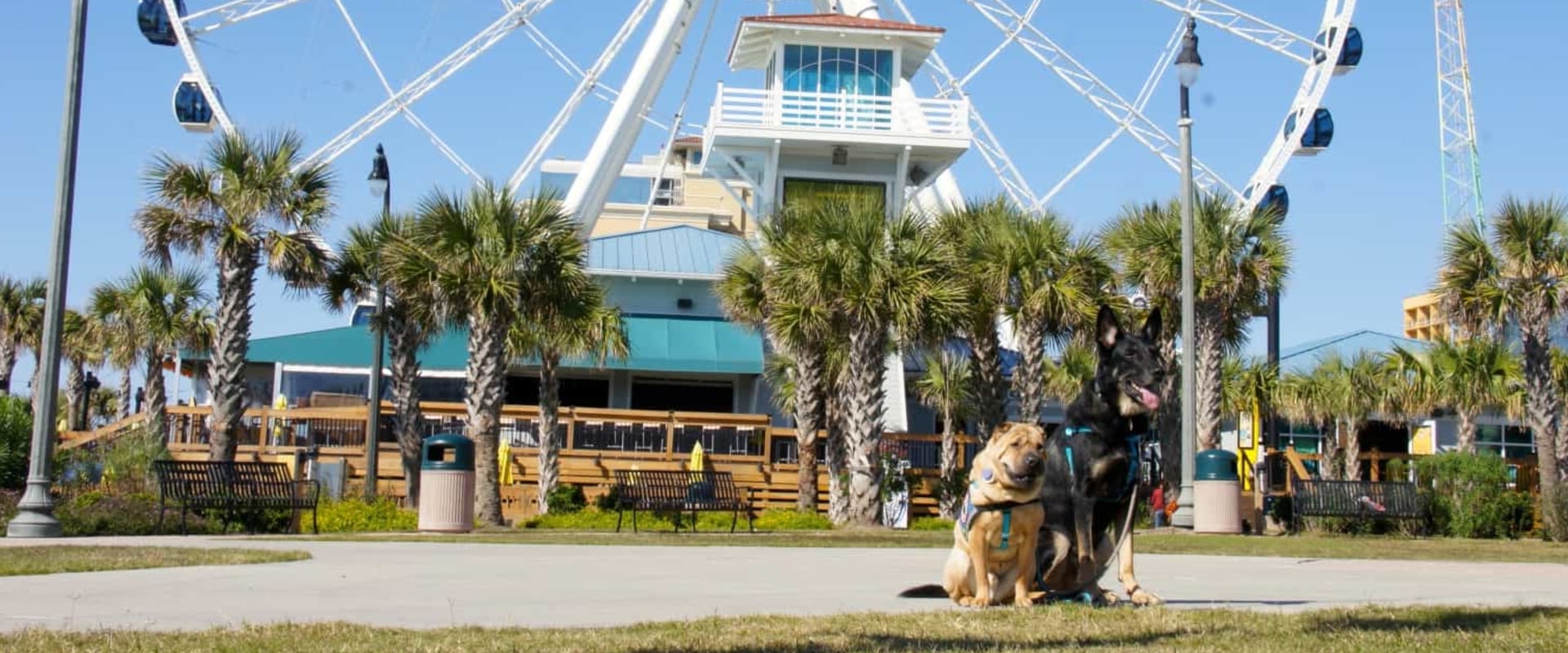 Can Dogs Enjoy a Vacation in Myrtle Beach?