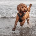 Dog Friendly Activities in Myrtle Beach